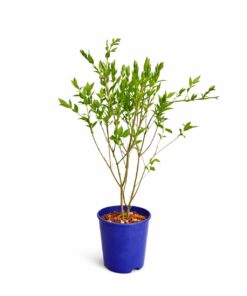 5186bc6224215ac1f4faf197149c3ef4