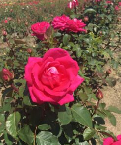 c2f58e14edcac3e62cf88bf7cbd10a16