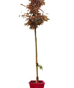 c517f78e8d54862d4723213ba91d8e26