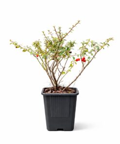 eed0f6aedf55d9d1057177f043b1015b