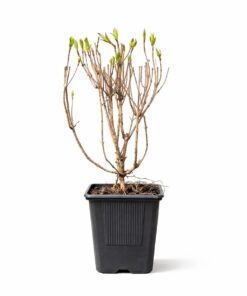 8892bbde554f1ae1dc20105fc8ffa448