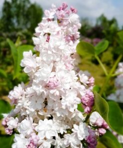 9a54fbc39d8c5daa49f6f3ae9304684b