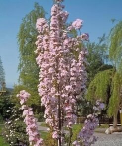 74a21cd970c0f78ee607d1c11b5ae9ac