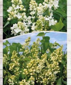 1174e0d599094e322cafbd36e9cdd29f