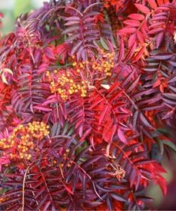 d7bcd4068e44aaff22ab7d40cbd3a36a