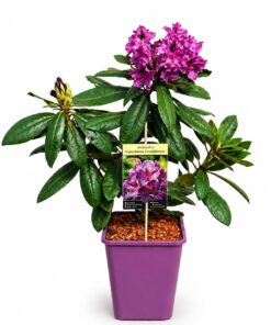 884edba670411d888d82a4f2dab7d27a