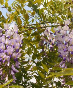 adf36f49851dacd3bd5dde9a843f832e