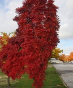 1fb8ce681d98167acd621244c2ca1698