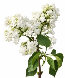 1a9d5d0b928680d3329df41fd4b592be