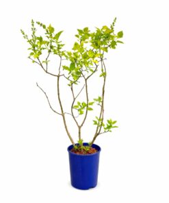 6004cb1385fcc30245696207a430f6c8