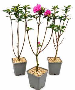 63d01bbb6589570ae596a84667ed29ef