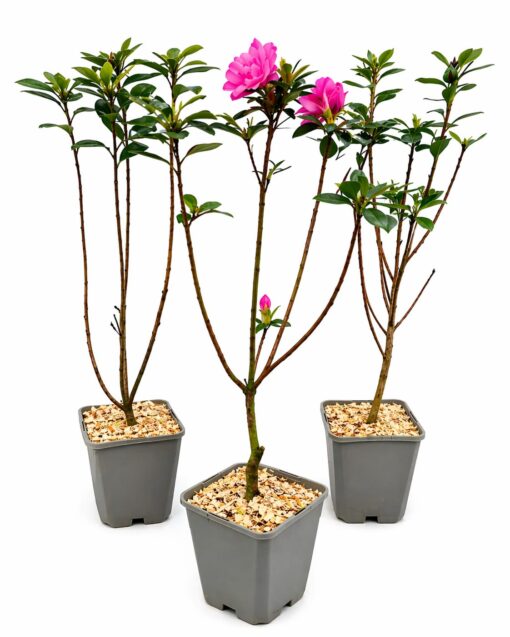 63d01bbb6589570ae596a84667ed29ef