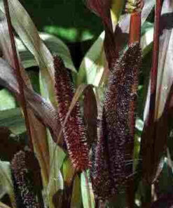 e32299bbec9e68d962c0e7fcf7db2cee