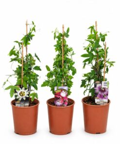 4f0be84ed2d7acc744a7426c4a2b9871