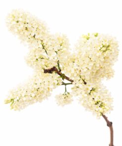 2d8fb9b1c09b835b3131f2b045b52918