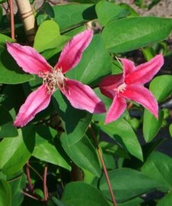 32b240a46926f0fe7fe255c86f52f813