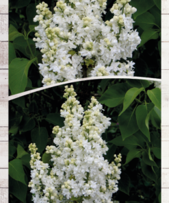 ce60c5762ee3c9ebf9b8c391479b259b