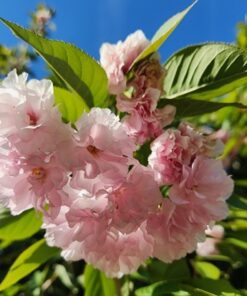 8efd42c0664aca9cf08ce11defb063ba