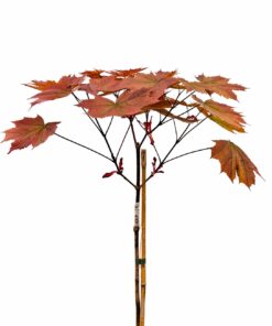 0b532089e360f46ef297708a2fae0c1d