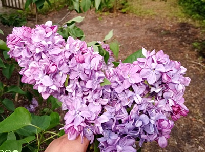 5b75371413afacfbf82f010014528af4