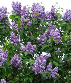 b00b9324951f13f8f7dffcd9563e1424