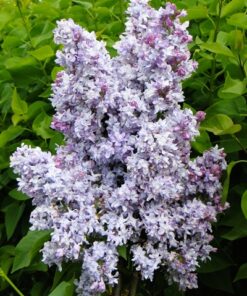 bcb37f3d863b0aecf8ddd9bdcde3c9bd