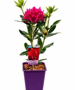 0230b69e58f2f188535592fc9868d83b