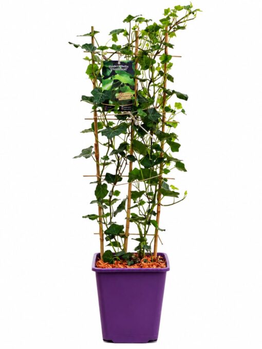 34b27b570ddc5d92adf27775a13bd75b