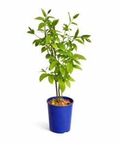 87fc5c1e3ffc257b49680520bbc9e705