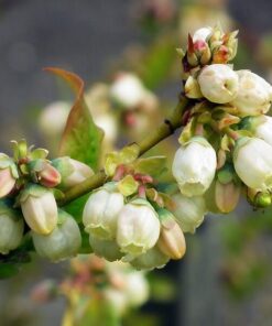 7369b31242ee86e1fad1ea0f023caf04