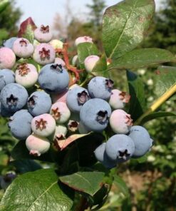 8ba5742188ce5f4f7ab0e487c457b097