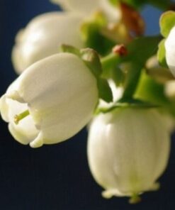 915a0b30e88b7ea4f25b4a07f3b2a564