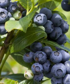 e4f2e6cece2905f047ae602a6b00ae7f