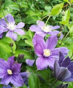 26989b52ab76636d7eff8dd4bbba1be7