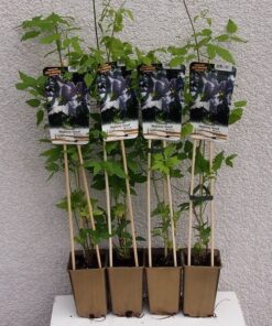 8180f2702bcd920d9cee7590be83e49a