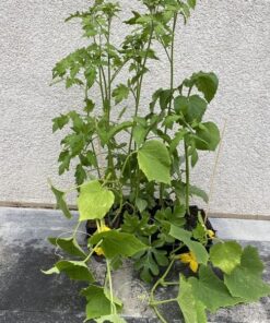 d9407f8a7f8e51006d30726fac1ec4d0