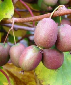 815cf17c9d515cfcf7dc3b909b122865