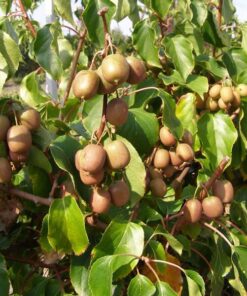 e0198f0e963294c1f34c184107b9594f