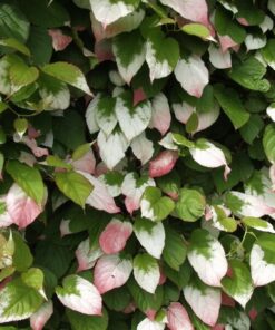 1bdc72fe6b5a09c6558a8aacf722e65b