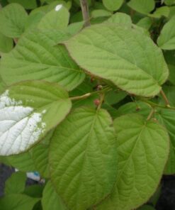 603d33df847249cbbd0cdaed866e2980