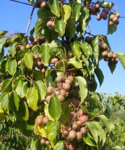 250433ac11b5cb64bd1d618b764d947f