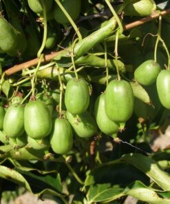 6ce6c062360e02ec7a5cc275dc3ddc57