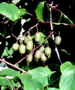 83e17f019be00443c9e56fc1554719bf