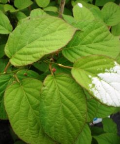 19ca415007748be25058494e65ff7347