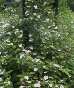 09e2bfe7f579f035f831e5d67afb8309