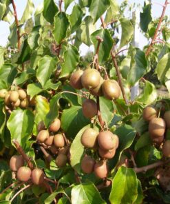 6207695a7d7f1bfeaea7896b963ef9df