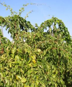 769b397ee2592e08cbc38543a27cc58a