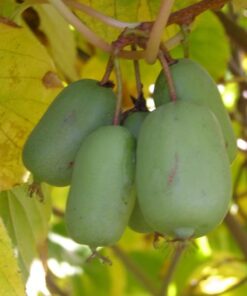 9ca31dee807072af751f54ae6cb12909