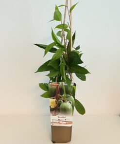 bacf874ba5a51433f191d4210b8e0abe