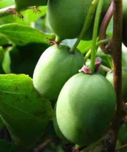 8ca38e04bf8c67b9169e8f50fdc11957